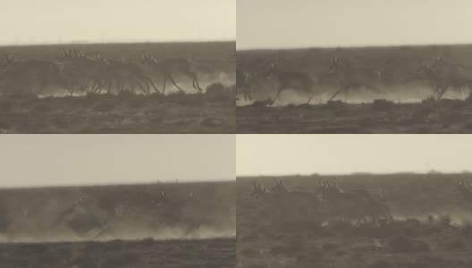 一群叉角羚在奔跑高清在线视频素材下载