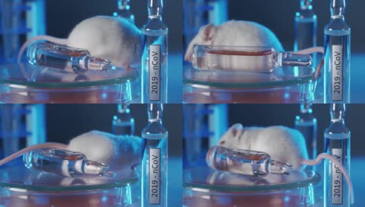 科学家们正在实验室的白鼠身上测试一种冠状病毒疫苗高清在线视频素材下载