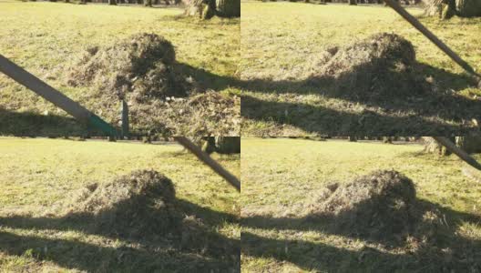 在晴朗的早晨，园丁在市政公园的绿色草坪上用耙耙除草高清在线视频素材下载