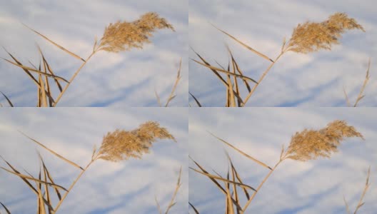 芦苇的顶部在雪的背景下随风摇摆。芦苇的特写镜头。自然的背景，风中的芦苇高清在线视频素材下载