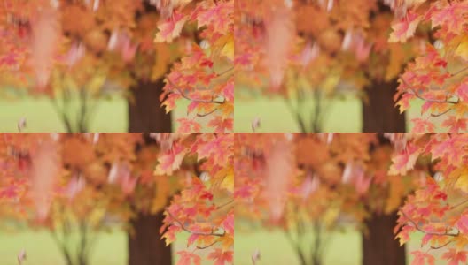 在秋天，一把树叶从天空落下或被落下，落在一棵五颜六色的红、黄、橙叶糖枫树的树枝旁。高清在线视频素材下载