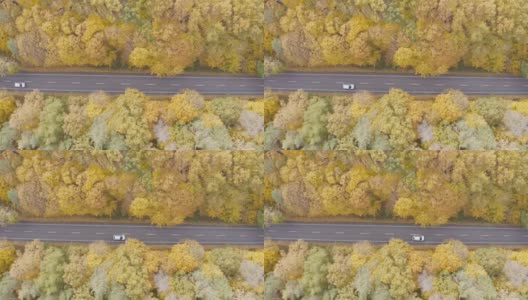 汽车在黄秋林的乡间小路上行驶。在美丽的秋天，越野车通过风景秀丽的风景方式。空中拍摄的白色汽车在秋天的乡村道路上行驶。俯视图高清在线视频素材下载