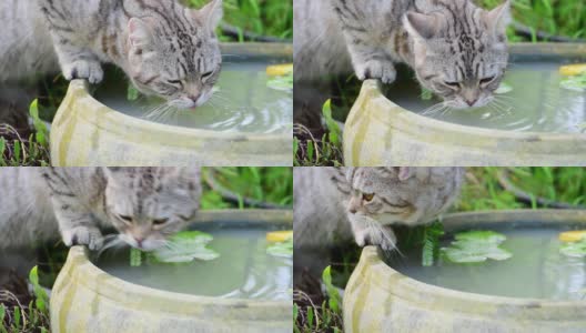 慢镜头，可爱的虎斑猫，美丽的黄眼睛，在绿色花园的莲花泥盆喝水高清在线视频素材下载