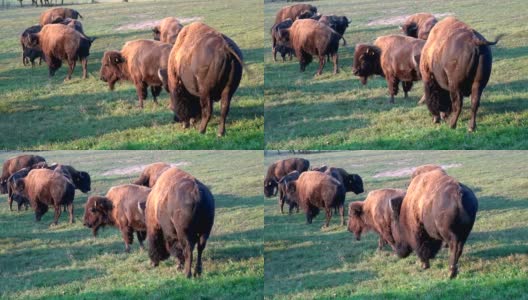 牧场上有野牛群，自由放养，野牛高清在线视频素材下载