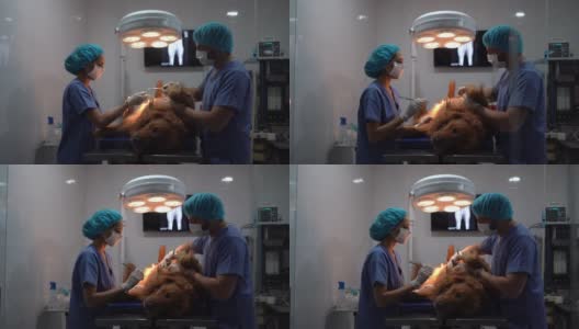 一位拉丁美洲妇女在给狗做手术时将器械交给兽医高清在线视频素材下载