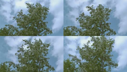 鸟的樱桃树。高清在线视频素材下载