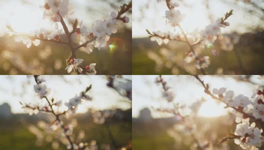 盛开的树在日落。春天公园的树上开着白花。春天的花园高清在线视频素材下载