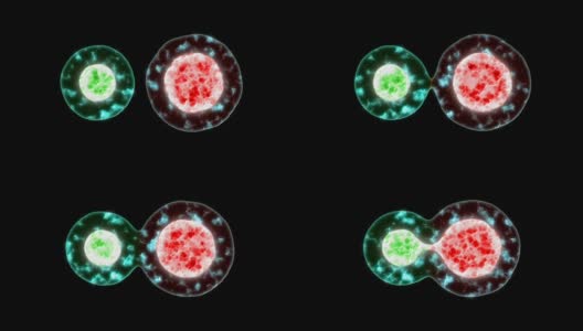 细胞在显微镜下的细胞分裂动画高清在线视频素材下载