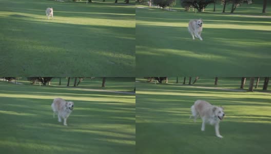 金毛猎犬在公园里拿着球奔跑高清在线视频素材下载