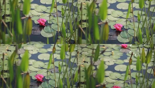 以色列热带池塘中盛开的睡莲高清在线视频素材下载