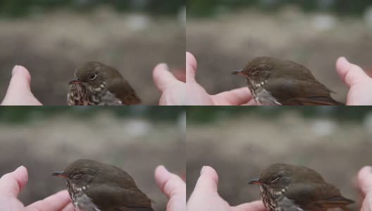 手中的鸟高清在线视频素材下载