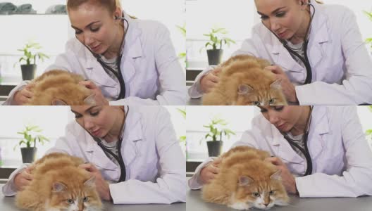 专业女兽医检查可爱的姜猫与听诊器高清在线视频素材下载