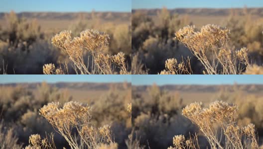 特写:日出时，第一束阳光照在沙漠中闪闪发光的冻僵的树枝上高清在线视频素材下载