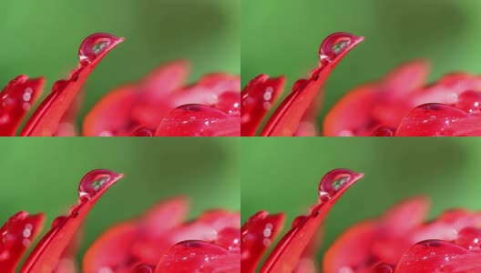 一个红色花瓣上的露珠的特写镜头高清在线视频素材下载