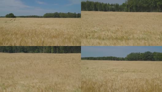 农场上摇摆的大麦植株俯视图高清在线视频素材下载