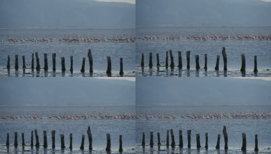 土耳其伊兹密尔市，一群火烈鸟在爱琴海觅食。高清在线视频素材下载