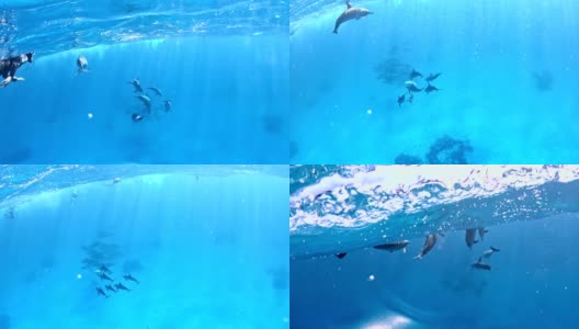 与海豚潜水。水下风景高清在线视频素材下载
