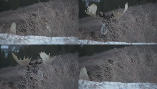 Large Bull Moose Grazing with Snow on Nose高清在线视频素材下载