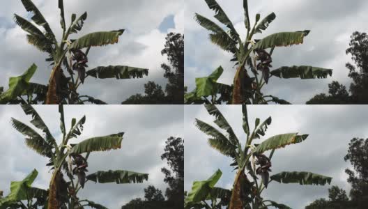 时间流逝-香蕉花树，乌云掠过天空高清在线视频素材下载