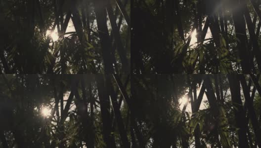 太阳透过竹叶在背光下耀斑高清在线视频素材下载