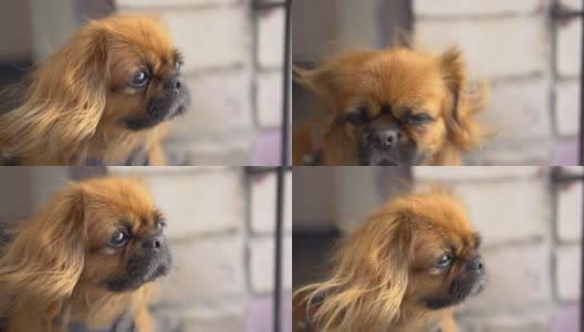 一只红毛的北京哈巴狗看着镜头，然后转过身去。风吹起了狗的毛。侧视图。缓慢的运动。FHD高清在线视频素材下载