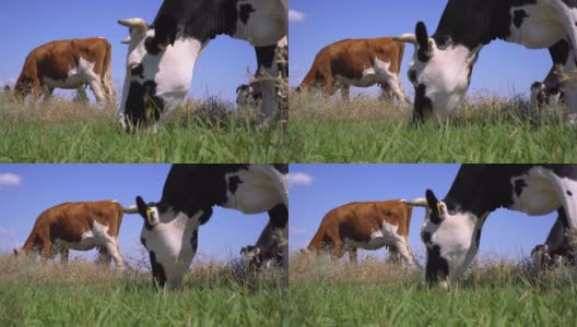 牛在牧场上吃草的特写。奶牛在草地上吃草，4k高清在线视频素材下载