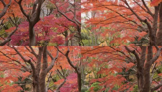 东京日比谷公园的秋叶颜色:4K分辨率高清在线视频素材下载