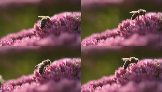 蜜蜂从粉红色的花朵中采集花蜜，野生蜜蜂的宏视频高清在线视频素材下载