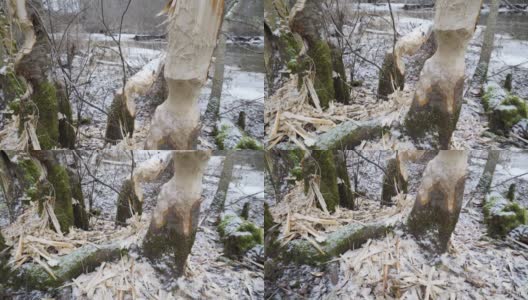 爱沙尼亚的海狸树的木片高清在线视频素材下载