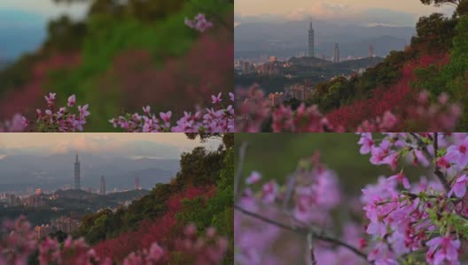 樱花盛开的台北春景，台湾高清在线视频素材下载