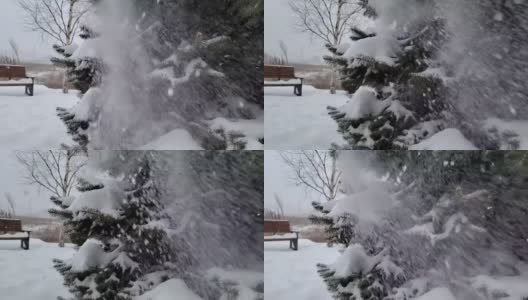 树枝上有蓬松美丽的雪。雪花从云杉树枝上美丽地飘落下来。冬天的童话，树在雪中囚禁。冬天下雪的录像高清在线视频素材下载