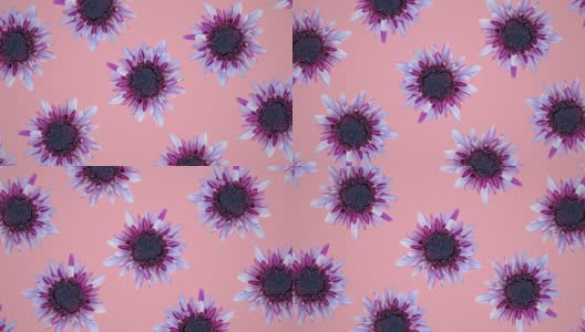 粉红色的菊花动画图案在粉红色的背景。简单的花卉无缝循环概念动画高清在线视频素材下载