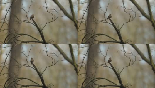 鹪鹩坐在树枝上唱歌的欧亚鹪鹩(鹪鹩属)高清在线视频素材下载