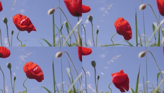 蓝色天空下的罂粟花特写4K视频高清在线视频素材下载