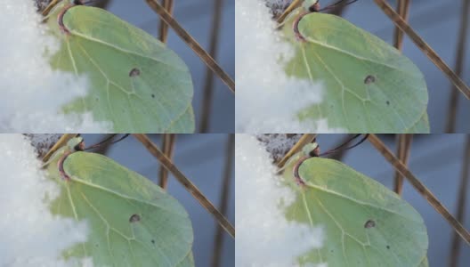 鼠李，或柠檬草(Gonepteryx rhamni)是一种日间活动的蝴蝶，属于白蝇科。一只蝴蝶和第一场雪。晚上下了第一场雪。高清在线视频素材下载