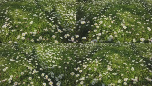 移动的图像与天顶拍摄的绿色田野上的白色雏菊高清在线视频素材下载