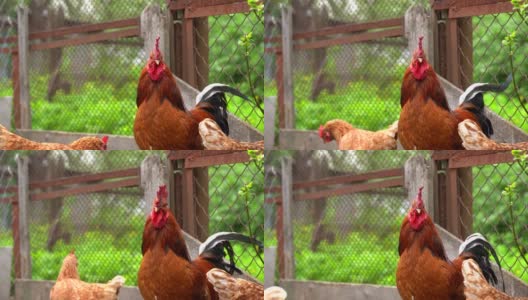 围场中成年公鸡的特写。庄严的公鸡户外肖像高清在线视频素材下载