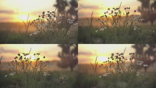 清洁生态，野花和草在日落特写高清在线视频素材下载