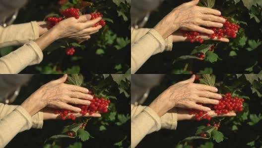 年长妇女的女性手拿着红色的金玫瑰浆果，在树旁的花园里展示着，快乐的退休生活高清在线视频素材下载