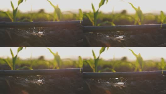 水从滴灌带滴入土壤，是玉米树苗种植的农业滴灌系统高清在线视频素材下载