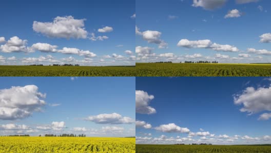 蓝天白云之上，黄田向日葵，尽收眼底。风景优美，农田动态景观，4K延时。美丽自然,农业。高清在线视频素材下载