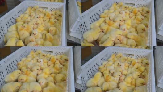 塑料容器里有很多可爱的小鸡。新生黄鸡在白盒子内制造。饲养鸡。高清在线视频素材下载