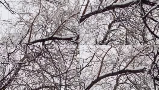 慢动作的雪花从天空飘落。看下面有雪的树枝高清在线视频素材下载