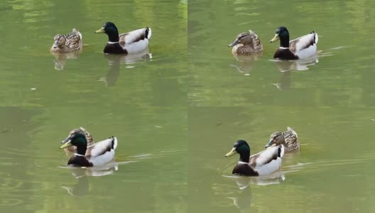 鸭子在春天的湖面上游泳。水面上有公鸭和母鸭。高清在线视频素材下载