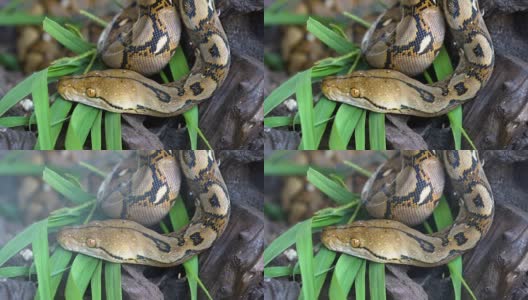 python(莫雷利亚viridis)。眼睛的特写高清在线视频素材下载