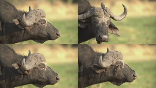 博茨瓦纳，耳朵上有牛啄木鸟的Cape水牛公牛高清在线视频素材下载