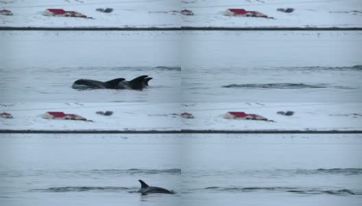 海豚在冰岛农场附近游泳高清在线视频素材下载