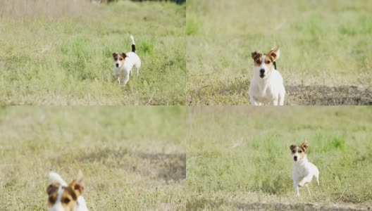 美丽活泼的杰克罗素梗犬在镜头前奔跑高清在线视频素材下载