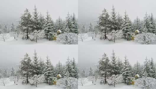 冬天喀尔巴阡的风景，圣诞树在雪地里高清在线视频素材下载