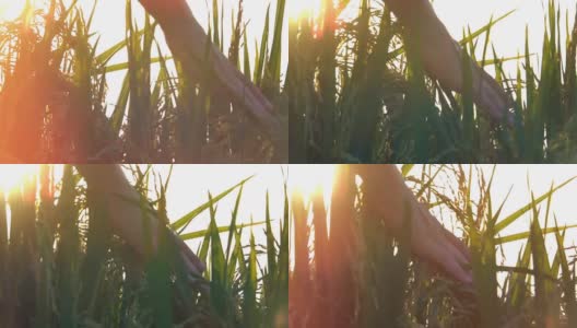 慢镜头:日落时分，人的手穿过稻田里的稻田高清在线视频素材下载